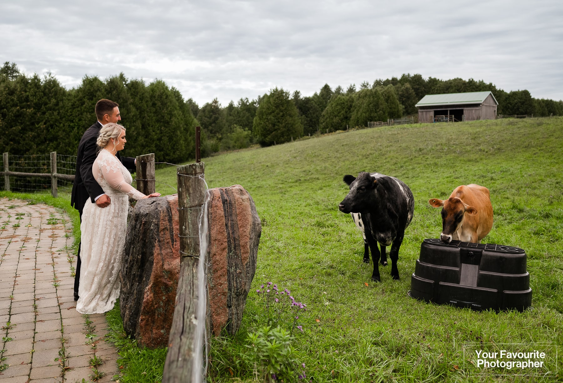 Bride and groom greeting a cow