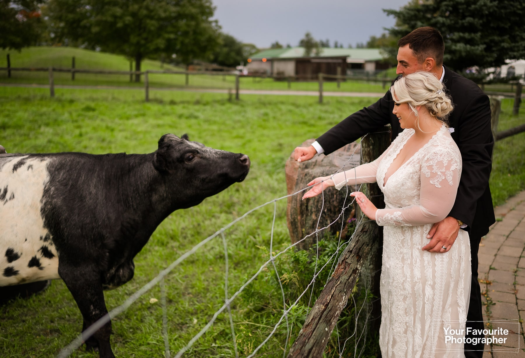 Bride and groom greeting a cow